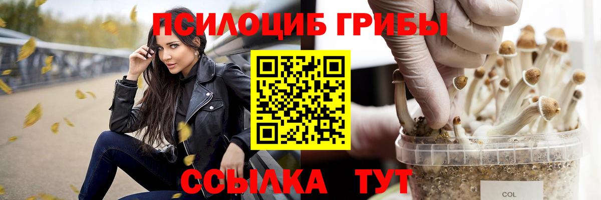 Галлюциногенные грибы Psilocybe  Фрязино 